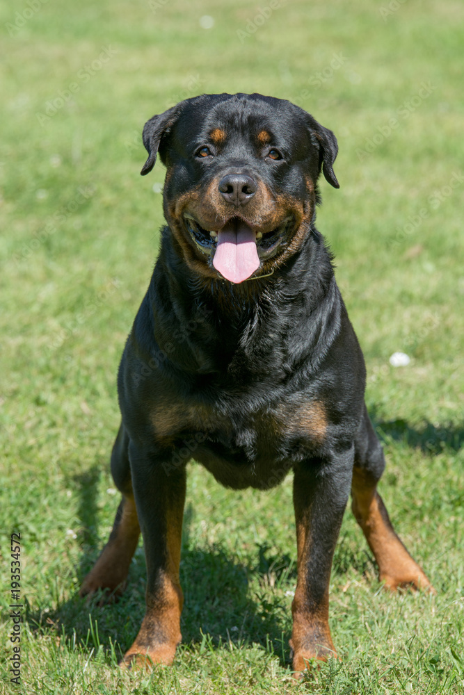 Head shot of Rottweiler . Selective focus on the dog