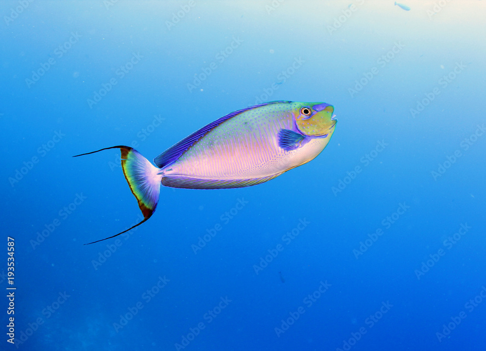 beautiful coral reef fish from Tahiti beautiful coral reef fish from Tahiti