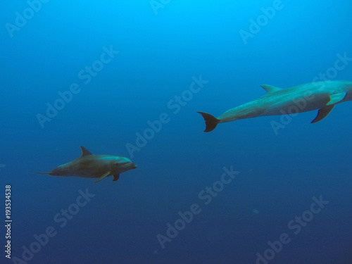 Dolphins underwater in Tahiti © Lindsey