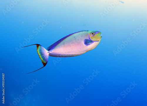 Fototapeta Naklejka Na Ścianę i Meble -  beautiful coral reef fish from Tahiti