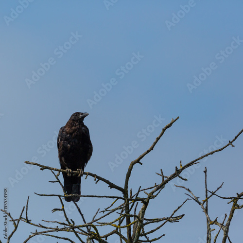 black corvus crow bird sitting on branches in winter, blue sky
