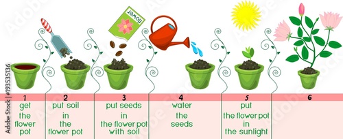 Instructions on how to plant flower in sequence of easy steps