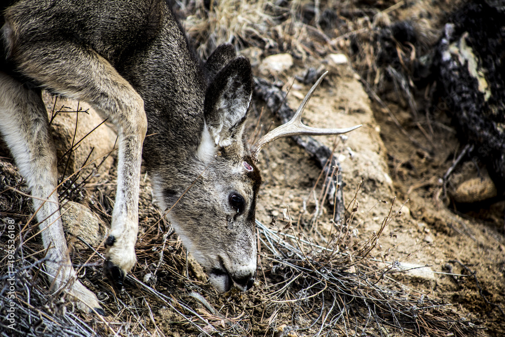 Deer in Rocky Mountain National Park in Estes Park Colorado Deer in Rocky Mountain National Park in Estes Park Colorado