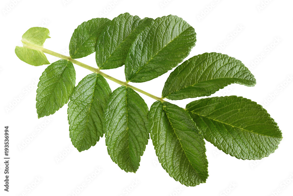 Dogrose. Green leaf, isolated on a white background. Dogrose. Green leaf, isolated on a white background.