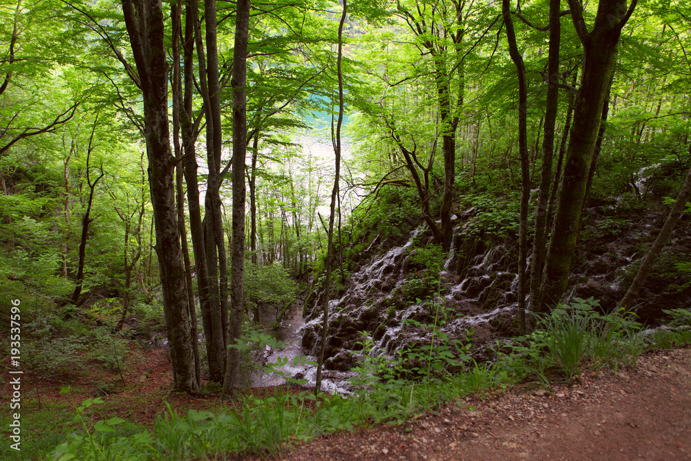Obraz premium Plitvice Lakes in Croatia. Deep forest stream