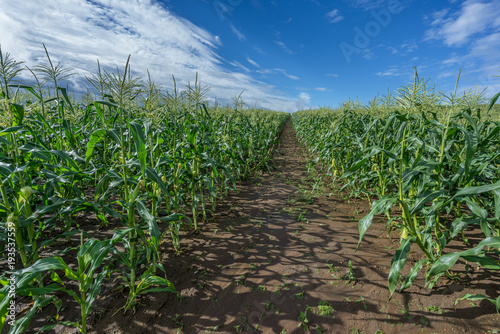 Corn Fields with cloudy sky summer landscape of Countryside in Biei, Hokkaido, Japan
