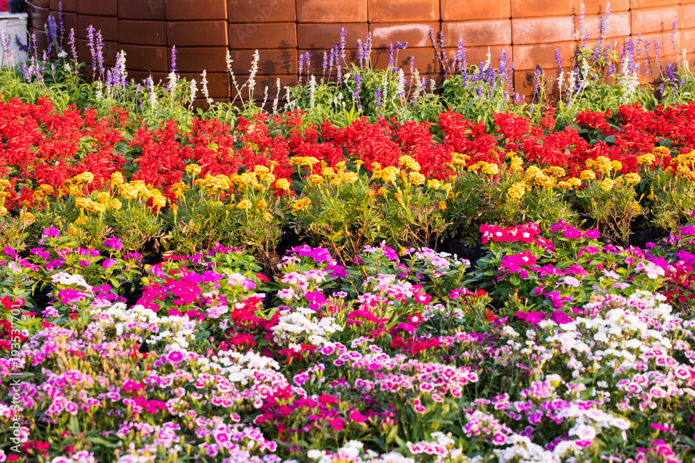 Natural background of colorful flowers blooming in garden under sunlight