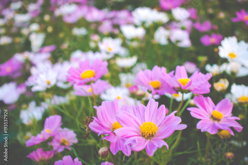 A beautiful cosmos flowers in garden