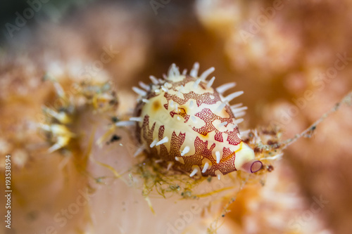 beautiful spiny cowrie from bali indonesia
