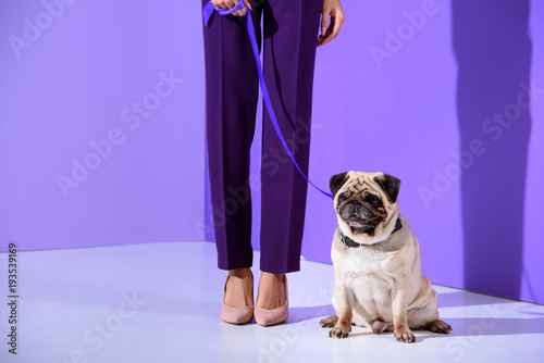 low section view of girl posing with pug dog, ultra violet trend