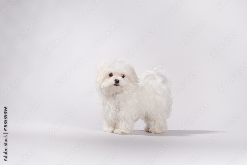 süßer Hund Malteser Welpe 1 Stock Photo | Adobe Stock