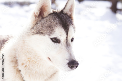 Siberian husky in the snow  