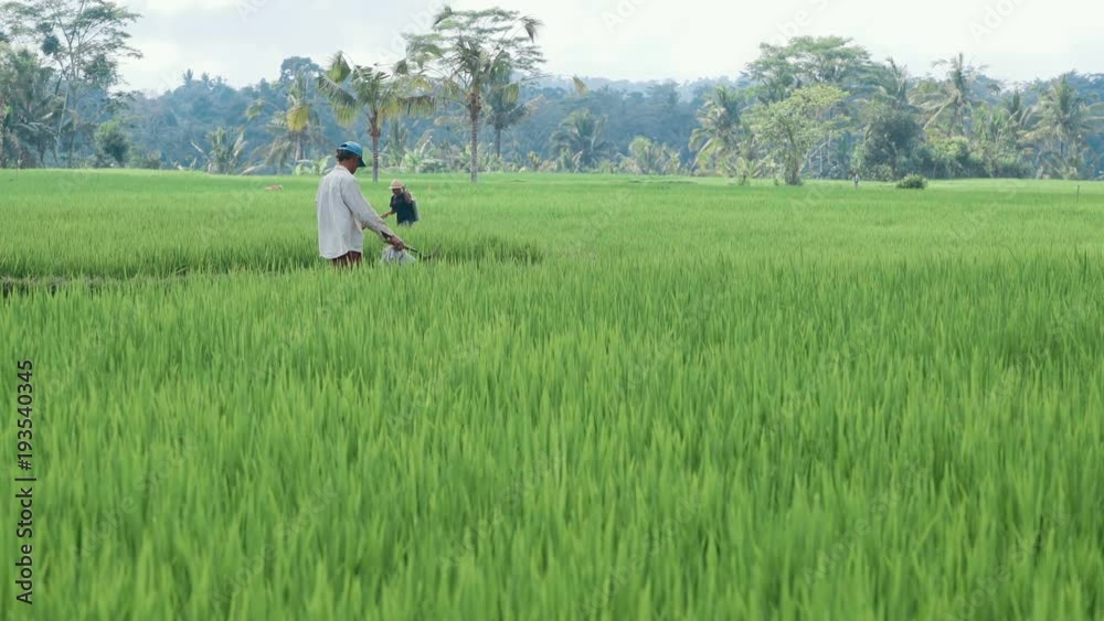Farmer spraying pesticide in rice field in Bali, Indonesia Farmer spraying pesticide in rice field in Bali, Indonesia