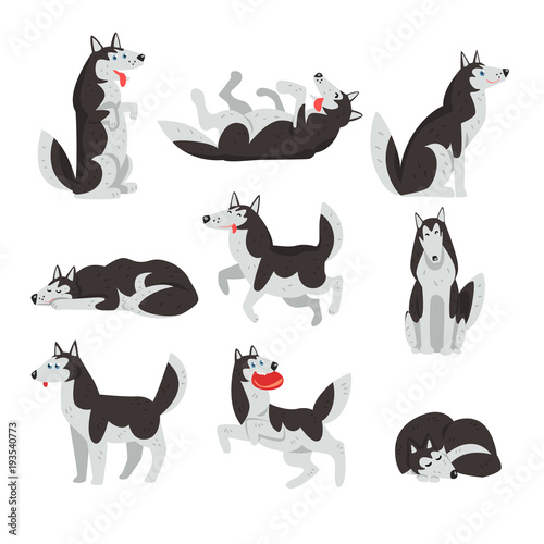 Siberian husky character sett, dog in different actions vector Illustrations on a white background