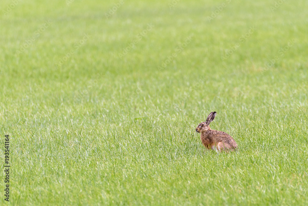A hare is sitting in an open field eating grass A hare is sitting in an open field eating grass