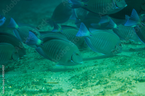 Tropical fish underwater on a coral reef