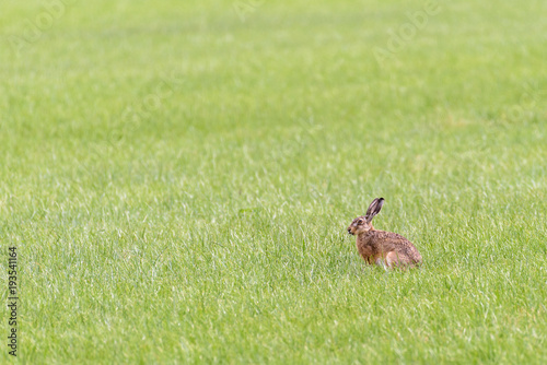 A hare is sitting in an open field eating grass