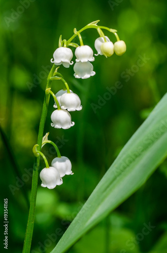 May lilies of the valley blossom with white buds in the form of bells