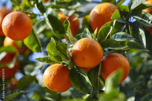 mandarin tree with ripe mandarines