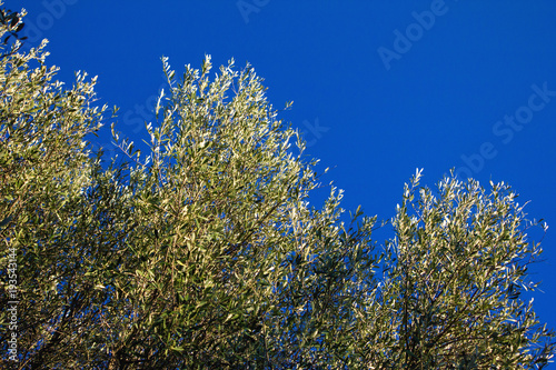 Greece, olive tree branches and blue sky background. © Theastock