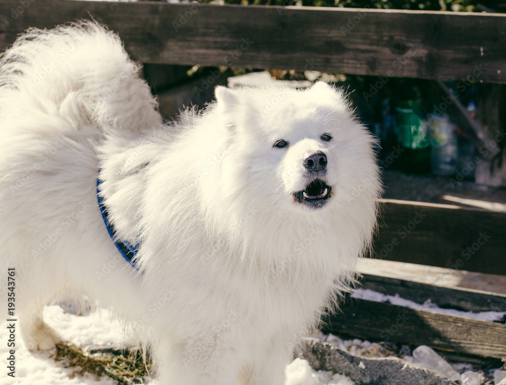 White samoyed dog in winter landscape
