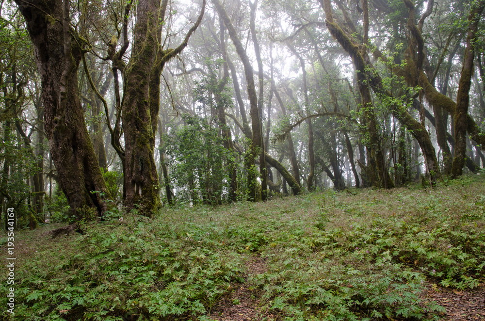 Raso de La Bruma. Garajonay National Park. La Gomera. Canary Islands. Spain. Raso de La Bruma. Garajonay National Park. La Gomera. Canary Islands. Spain.