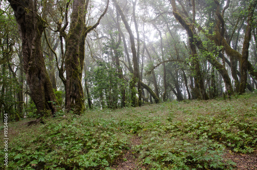 Raso de La Bruma. Garajonay National Park. La Gomera. Canary Islands. Spain.