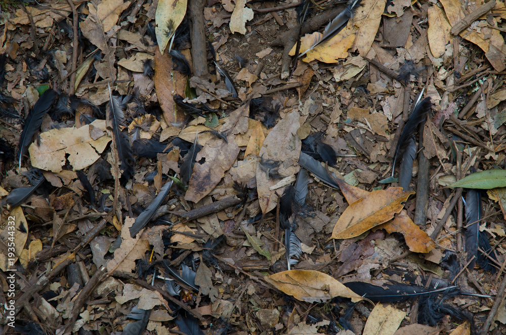 Feathers of blackbird (Turdus merula) on the forest floor. Garajonay National Park. La Gomera. Canary Islands. Spain. Feathers of blackbird (Turdus merula) on the forest floor. Garajonay National Park. La Gomera. Canary Islands. Spain.
