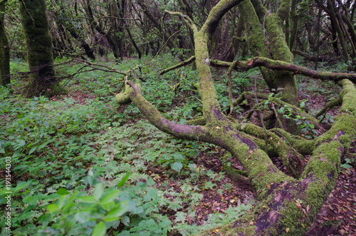 Laurel forest. La Laguna Grande. Garajonay National Park. La Gomera. Canary Islands. Spain. photo