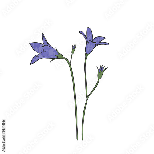 Hand drawn bluebell flower, vector