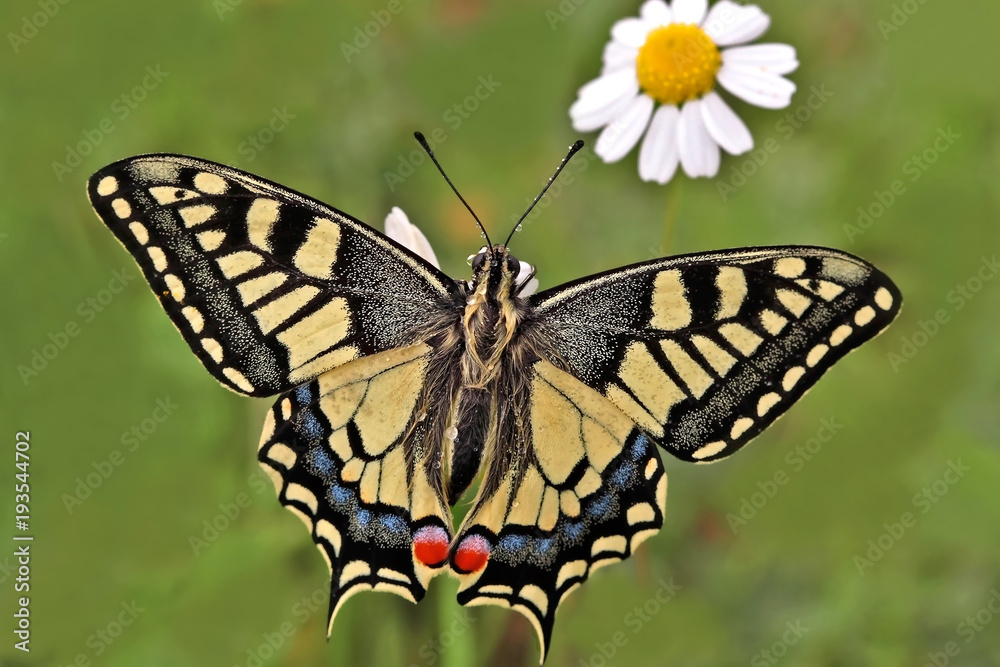 KIRLANGIÇKUYRUK - Papilio machaon KIRLANGIÇKUYRUK - Papilio machaon