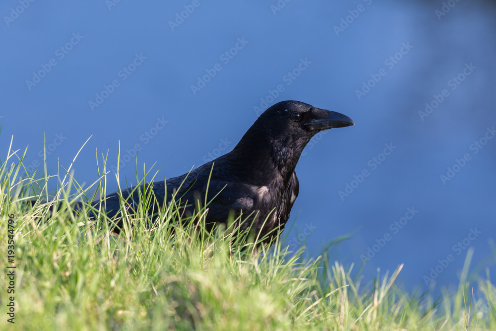 side view portrait carrion crow (corvus corone), green meadow