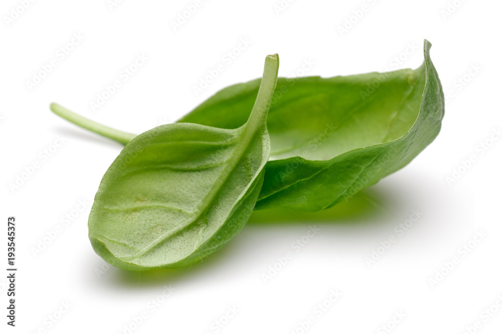 Fototapeta premium Basil