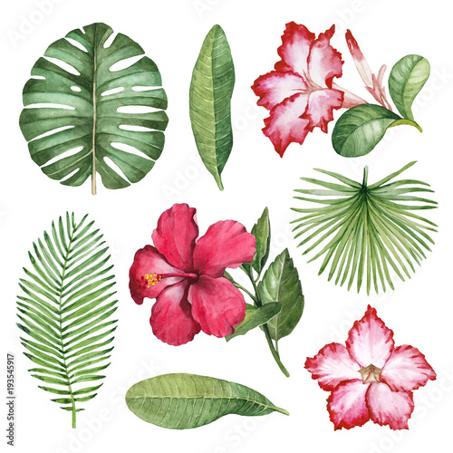 Watercolor illustrations of tropical flora