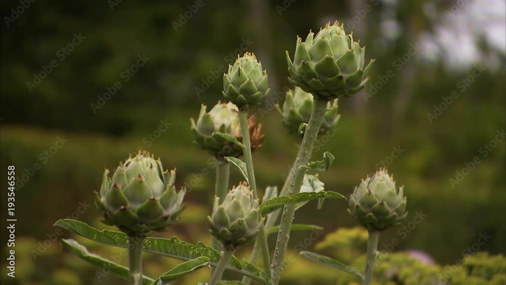 A steady medium shot of growing artichokes. The background is blurred and green. A steady medium shot of growing artichokes. The background is blurred and green.