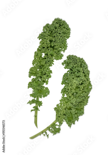 Green kale leafs (Brassica oleracea var sabellica) isolated on white