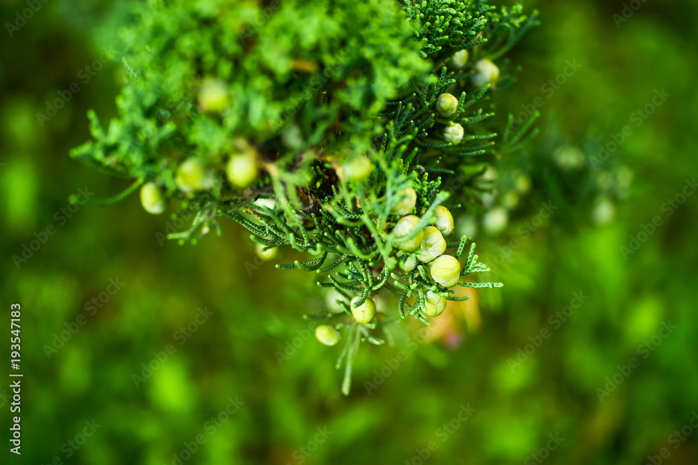 Branch of juniper with fruit Branch of juniper with fruit