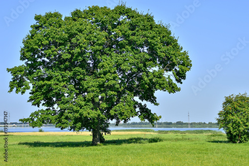 Dekoracja na wymiar  lonely-big-tree-in-green-field-on-a-background-clear-sky