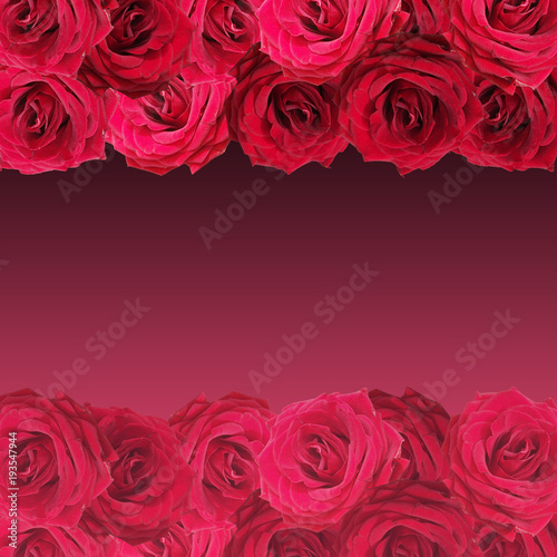 Beautiful floral background of dark red roses 