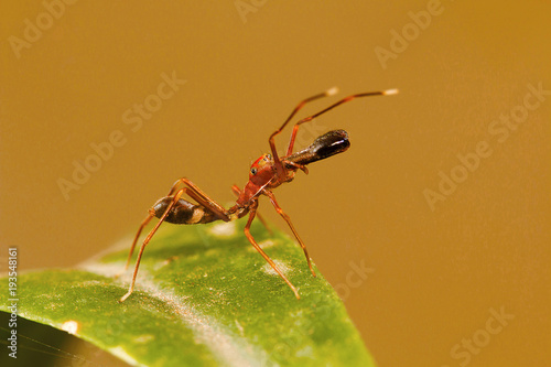 Canvas Print Ant mimicking spider, Myrmarachne plataleoides, Bangalore, Karnataka