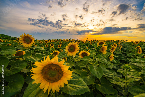 Scenic view of sunflower field during sunset
