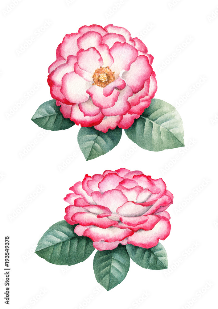 Naklejka Watercolor rose flowers