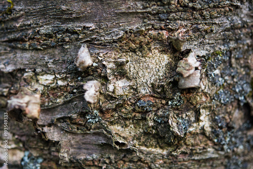 Closeup of a bark