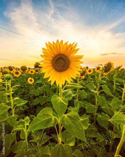 Fotografie, Obraz Vibrant sunflower field in sunset