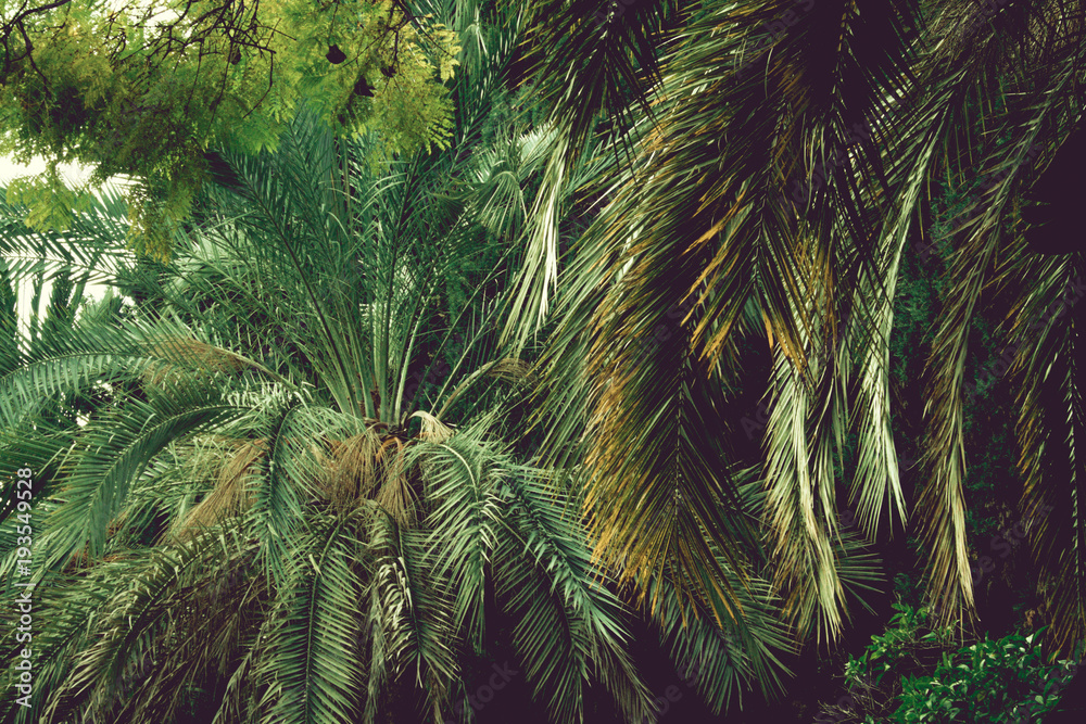 Fototapeta premium Green Jungle view in Sunny daylight.