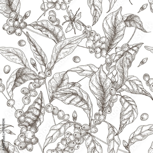 Beautiful seamless pattern with coffea or coffee tree branches, leaves, blooming flowers and fruits on white background. Contour vector illustration in antique style for fabric print, wallpaper.