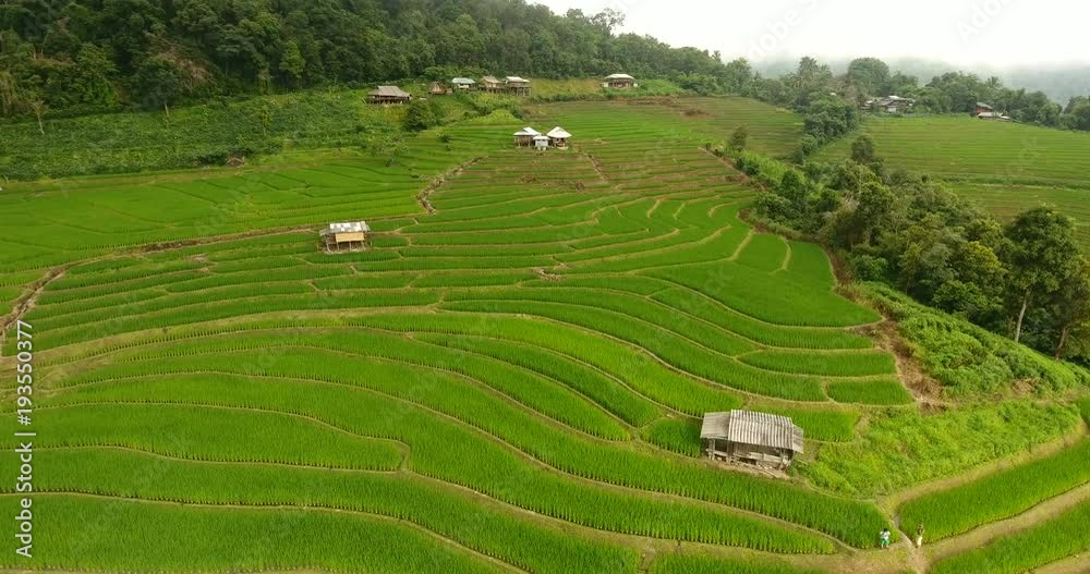 Super Asian Rice Field Asian rice field terrace on mountain side, lush agriculture land. Rice ...