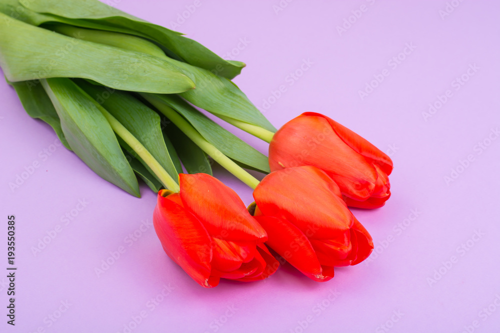 Beautiful red tulips on bright pastel background Beautiful red tulips on bright pastel background