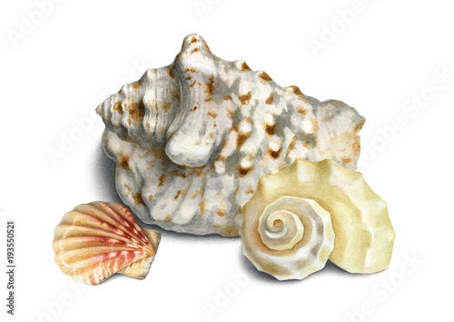 Watercolor illustration of shells