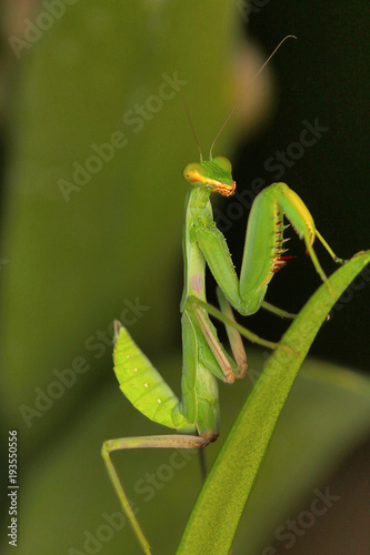 Green mantis, Bangalore, Karnataka.